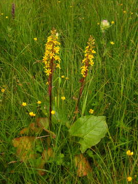 Image of Ligularia subsagittata Pojark.