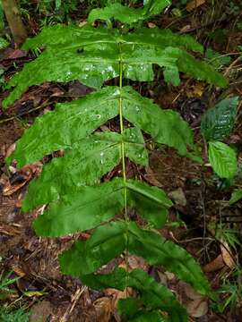 Plancia ëd Hemidictyum marginatum (L.) C. Presl