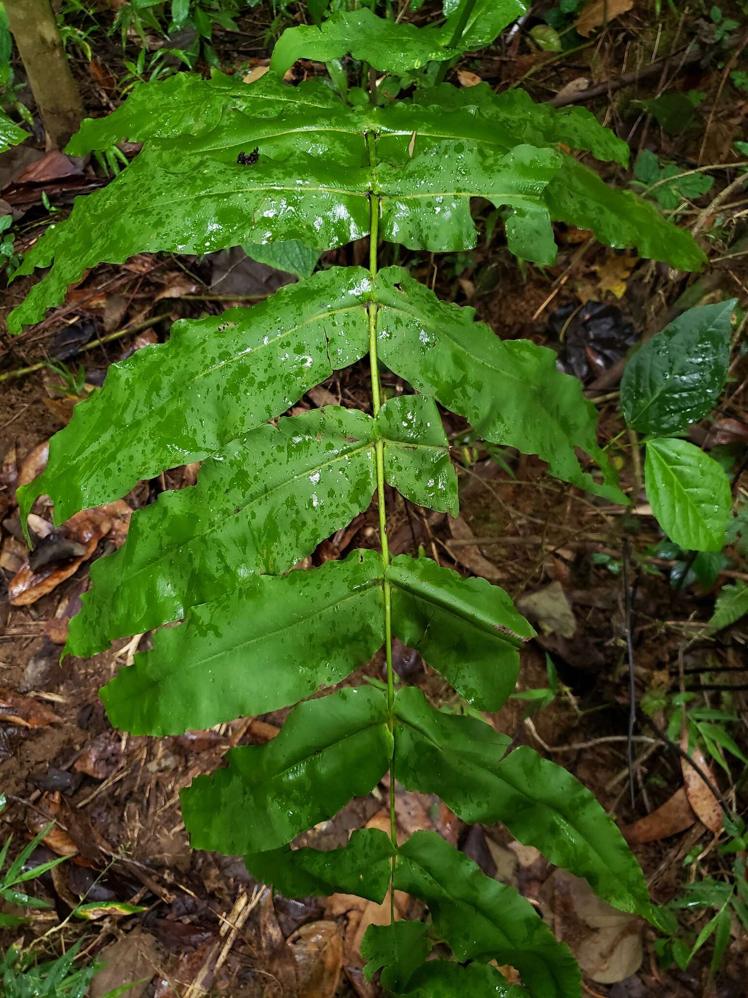 Plancia ëd Hemidictyum marginatum (L.) C. Presl