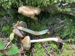 Image of Inocybe phaeocystidiosa Esteve-Rav., G. Moreno & Bon 1987