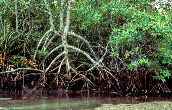 Image of Rhizophora racemosa G. F. W. Meyer