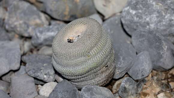 Image of <i>Epithelantha ilariae</i>