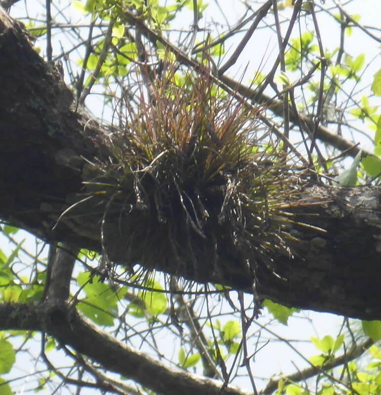 Image of Bartram's airplant