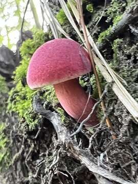 Image of Boletus purpureorubellus T. J. Baroni, Yetter & Norar. 1998