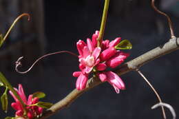 Image of Adenia densiflora Harms