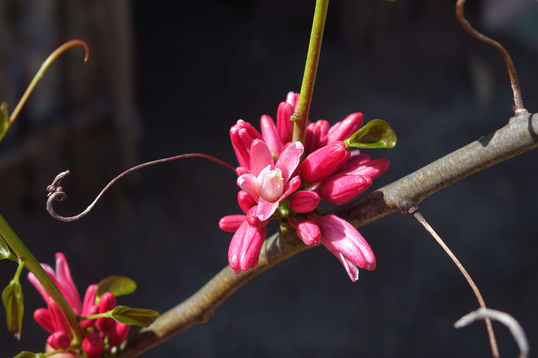 صورة Adenia densiflora Harms