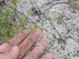 Mimosa quadrivalvis var. latidens (Small) Barneby的圖片