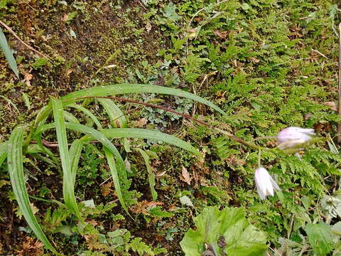 Image of Bletilla formosana (Hayata) Schltr.