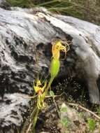 Image of Mantis orchids