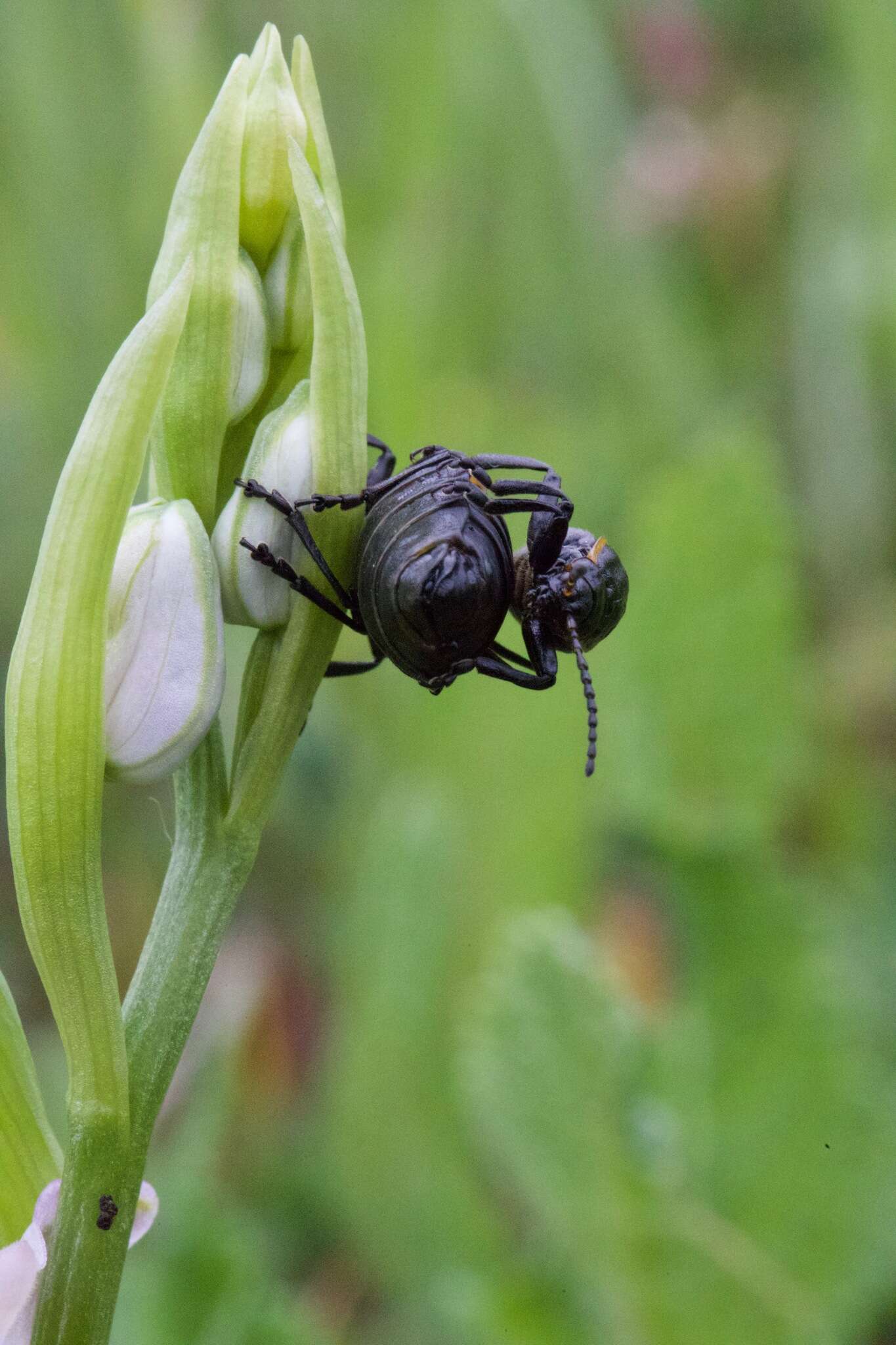 Imagem de <i>Arima marginata</i>