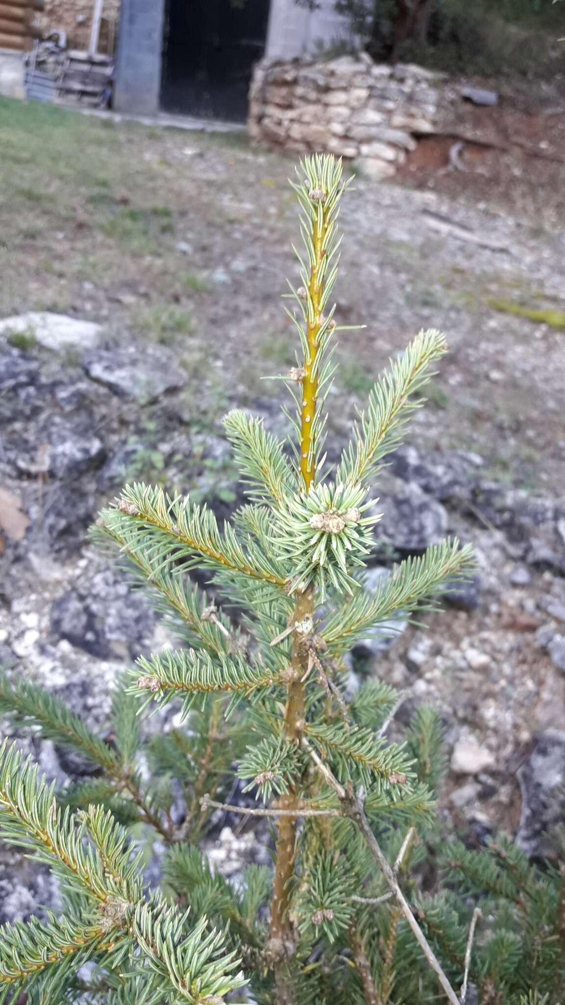 Image of Vejar's Fir