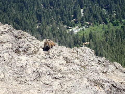 Image of Townsend’s Chipmunk