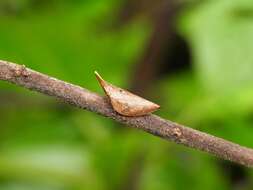 Image of Philagra fusiformis (Walker 1858)