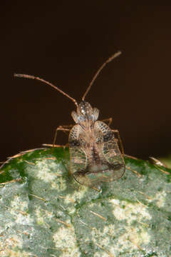 Image of azalea lace bug