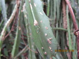 Image de Disocactus speciosus subsp. speciosus