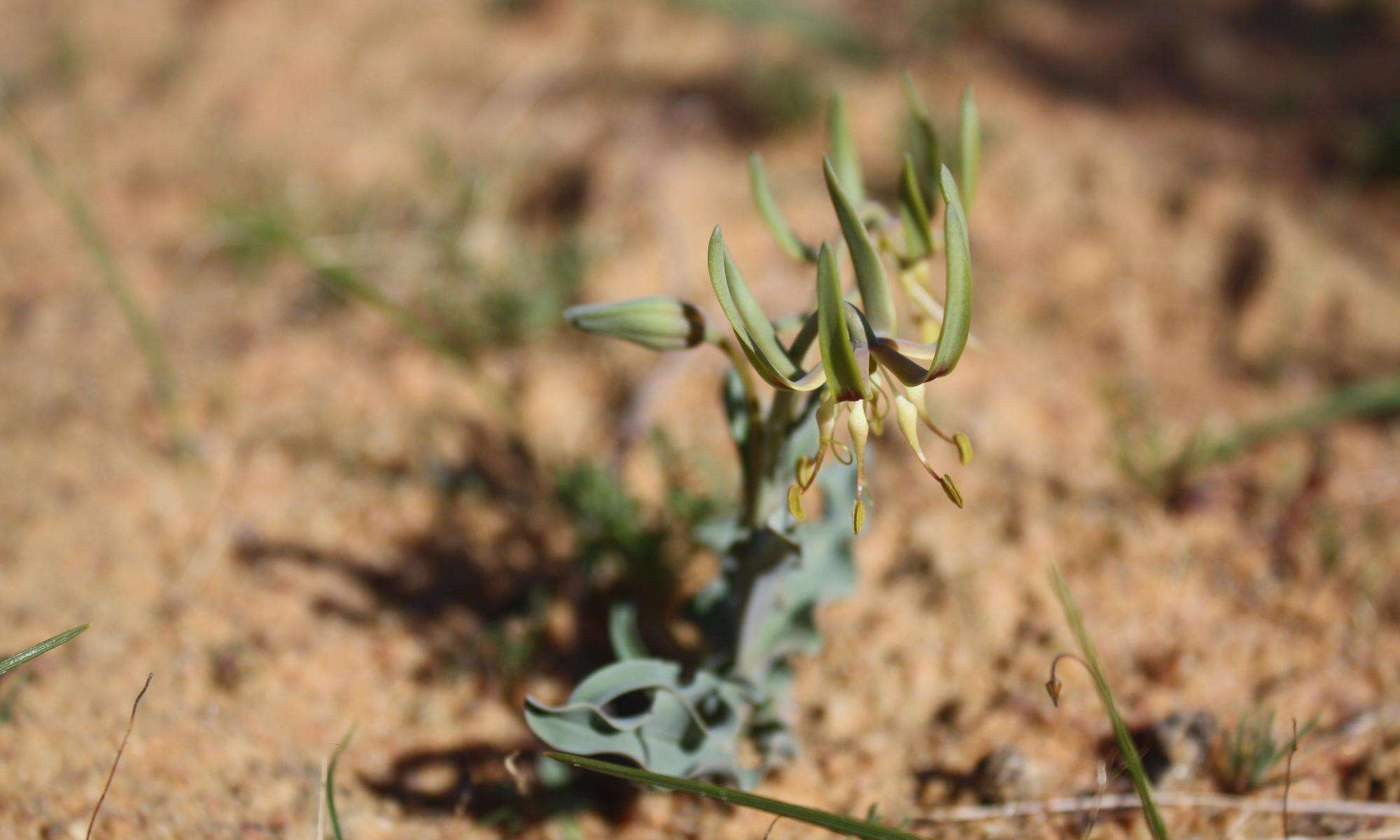 Imagem de Ornithoglossum gracile B. Nord.