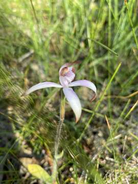 Image of Sugar candy orchid