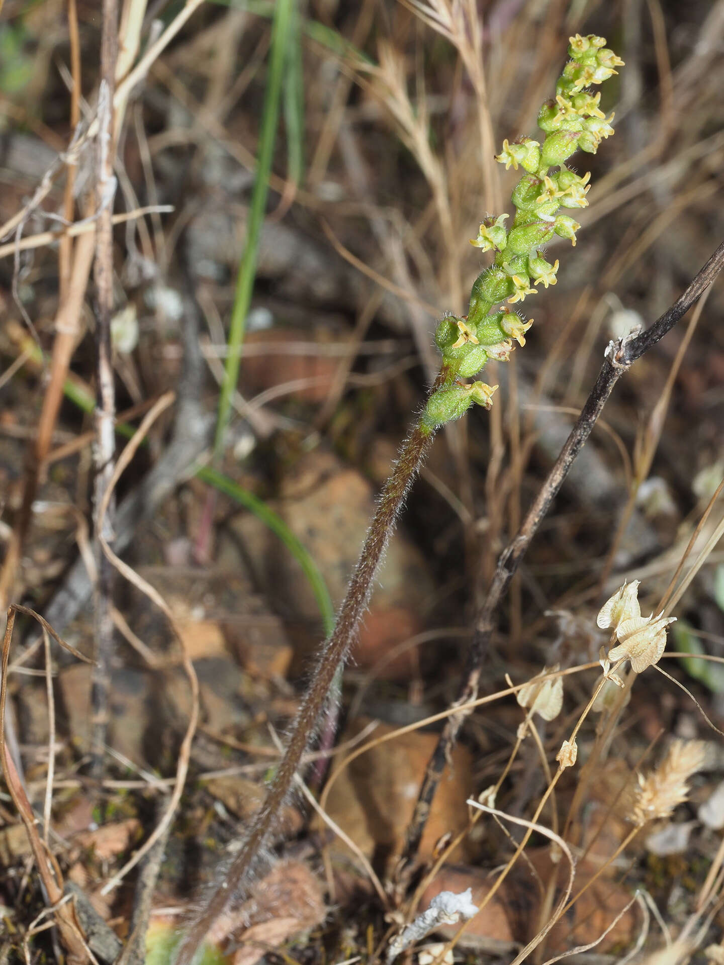 Imagem de Holothrix brevipetala Immelman & Schelpe