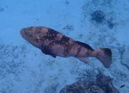 Image of Malabar Grouper