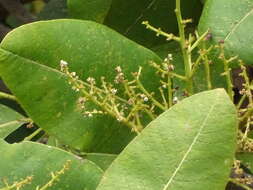 صورة Buchanania cochinchinensis (Lour.) Almeida