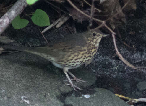 Image of Song Thrush