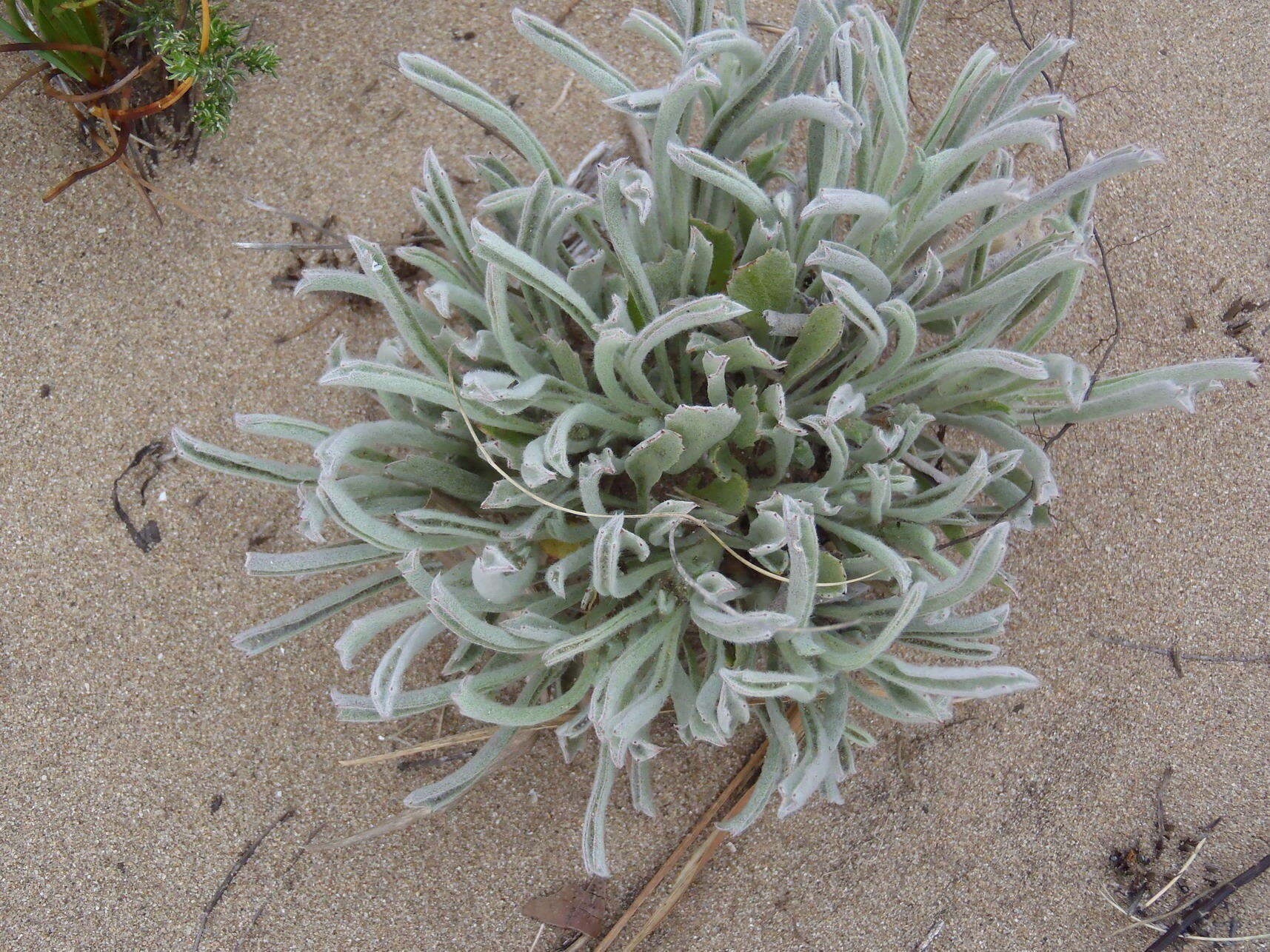 Image of Centella tridentata var. litoralis