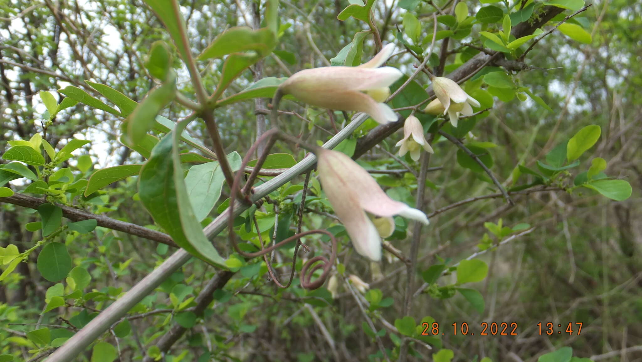 Image of Wild granadilla