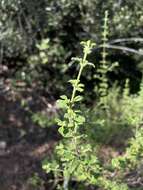 Image of Spanish thyme