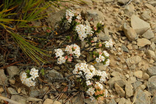 Image of Pimelea traversii Hook. fil.