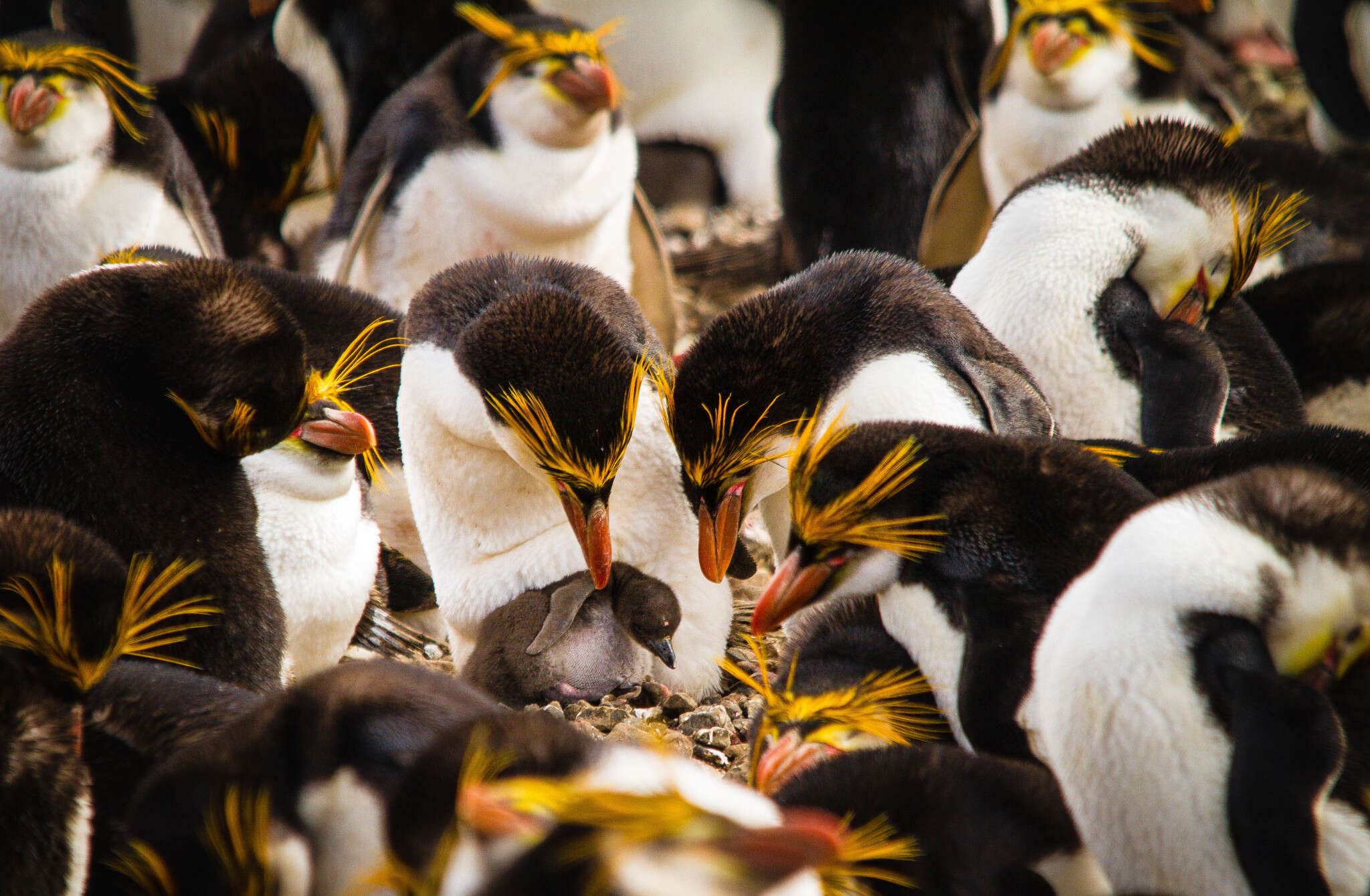 Image of Royal Penguin