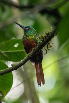 Image of Coppery-chested Jacamar