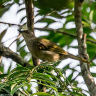 Image of Olive-winged Bulbul