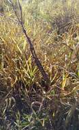 Image of Brazilian Bush Anole