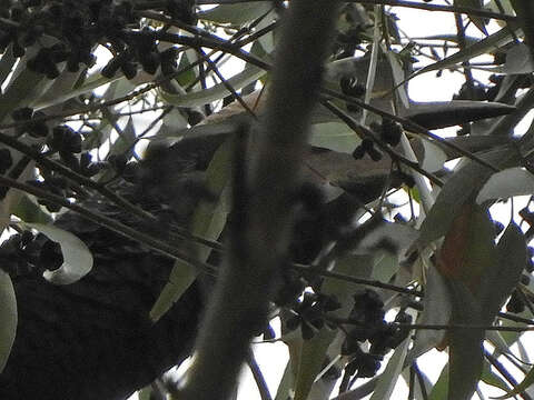 Image of Black-and-white Casqued Hornbill