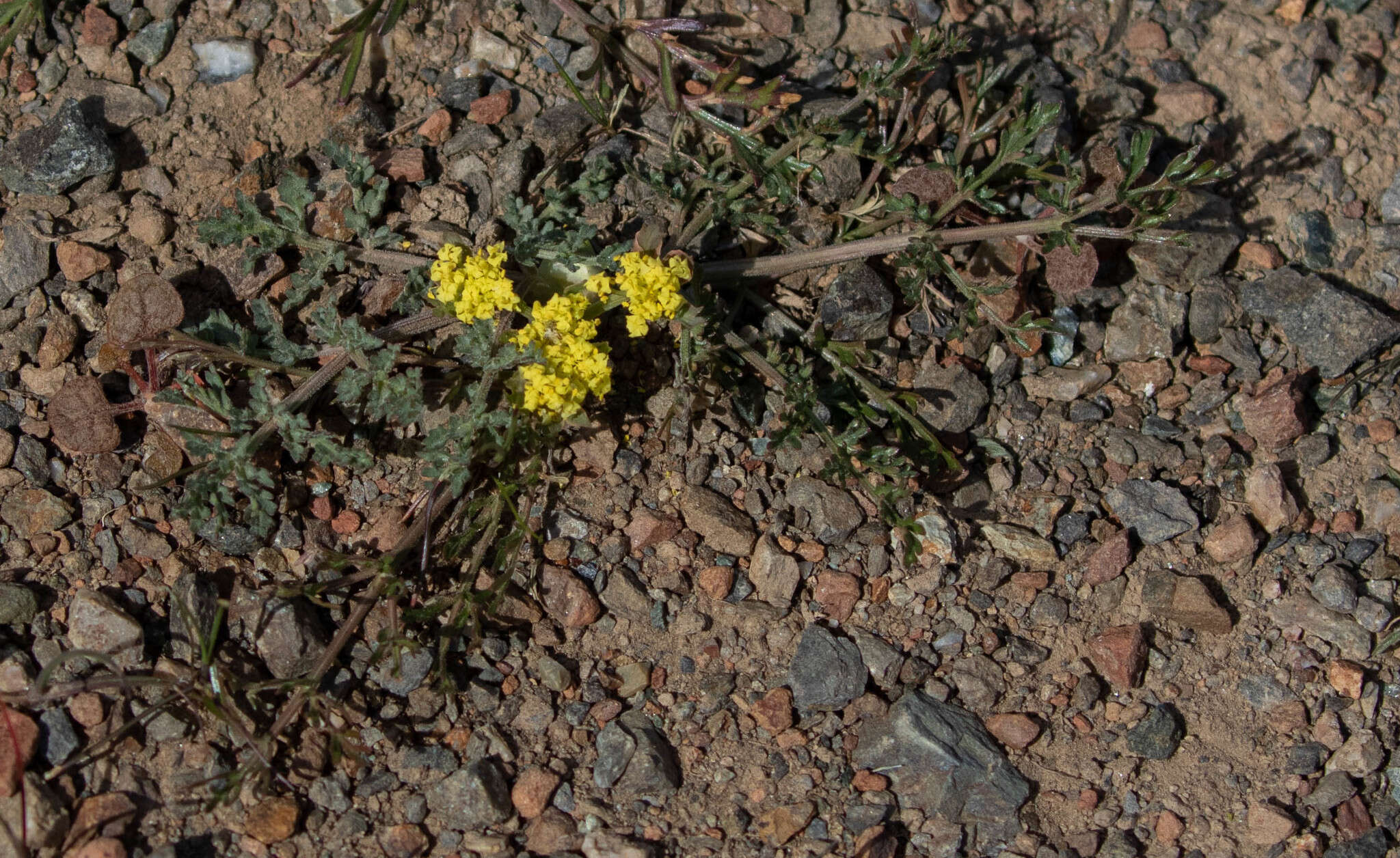 Imagem de Sanicula saxatilis Greene