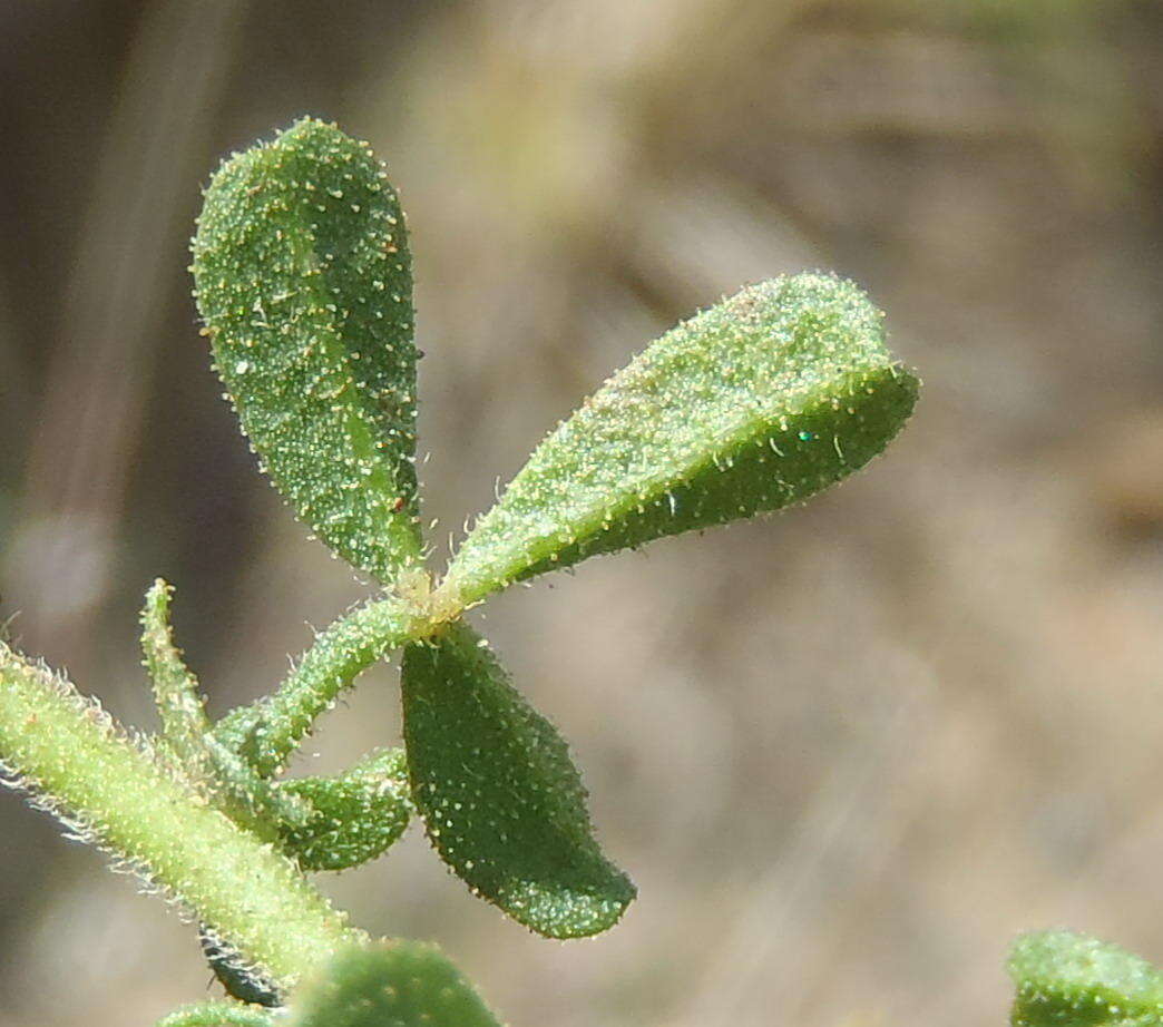 Image of Melolobium obcordatum Harv.