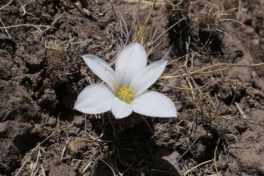 Imagem de Zephyranthes andina (R. E. Fr.) Traub