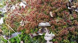 Sphagnum bartlettianum Warnstorf 1911的圖片