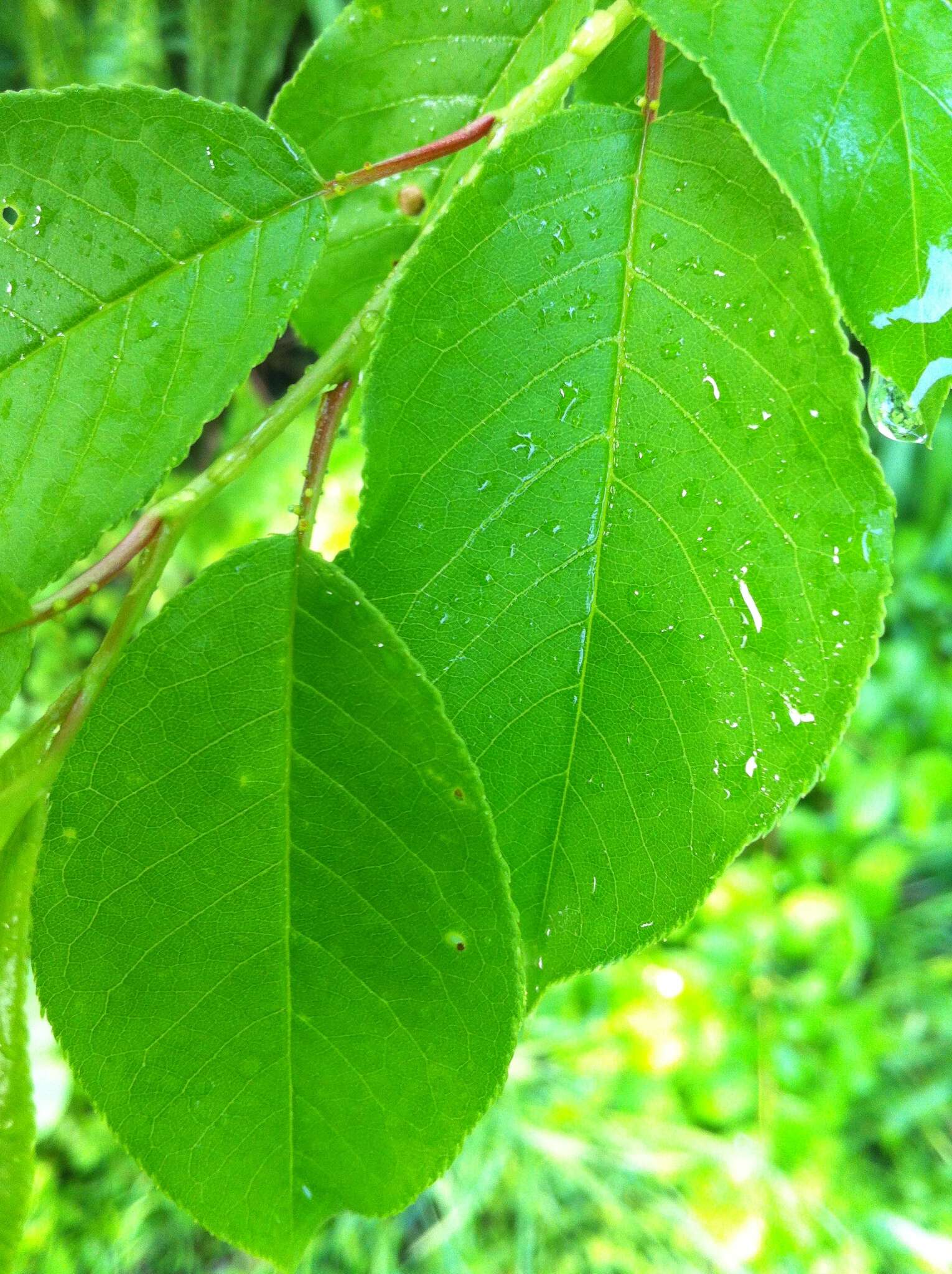 Imagem de Prunus virginiana L.