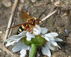 Image de Spheciina Nemkov & Ohl 2011