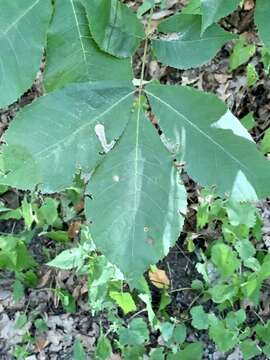 Image of Pecan Leafminer