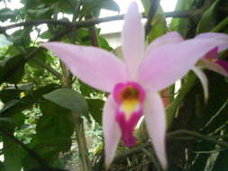 Image of Laelia anceps Lindl.