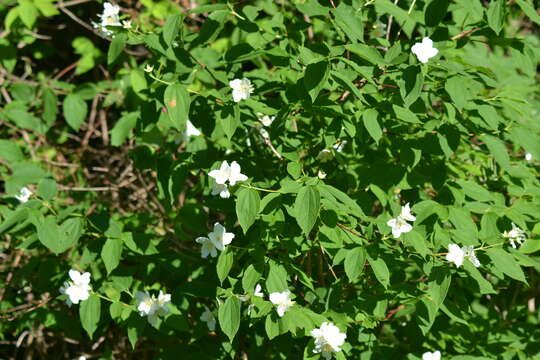 Image of scentless mock orange