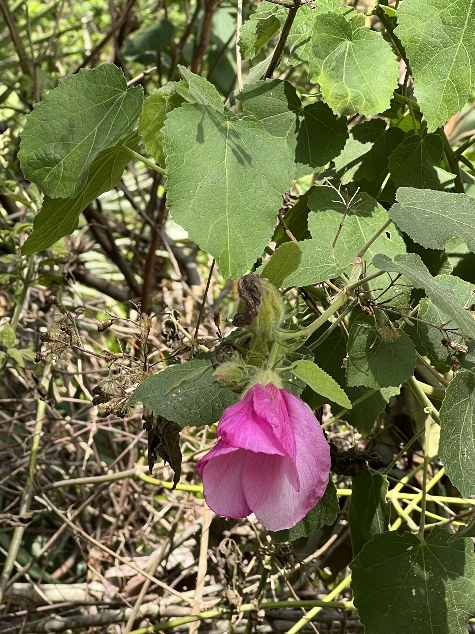 Sivun Hibiscus furcellatus Desr. kuva