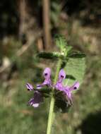 Imagem de Stachys bogotensis Kunth