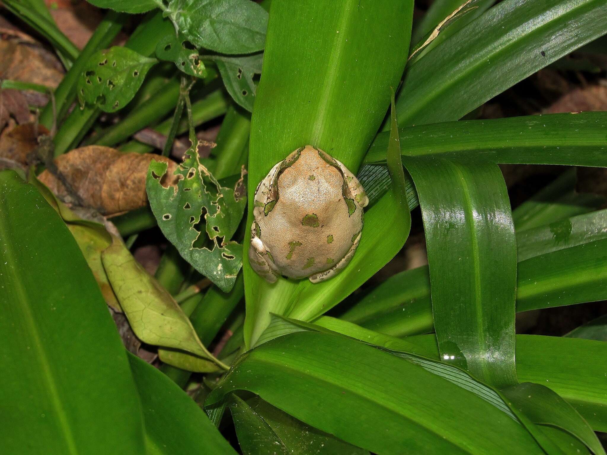 Imagem de Leptopelis natalensis (Smith 1849)