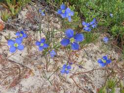 Imagem de Heliophila arenaria var. arenaria