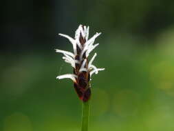 Image of Slender Spike-rush