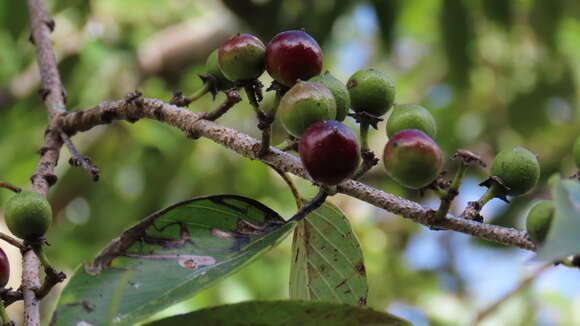 صورة Karwinskia calderonii Standl.