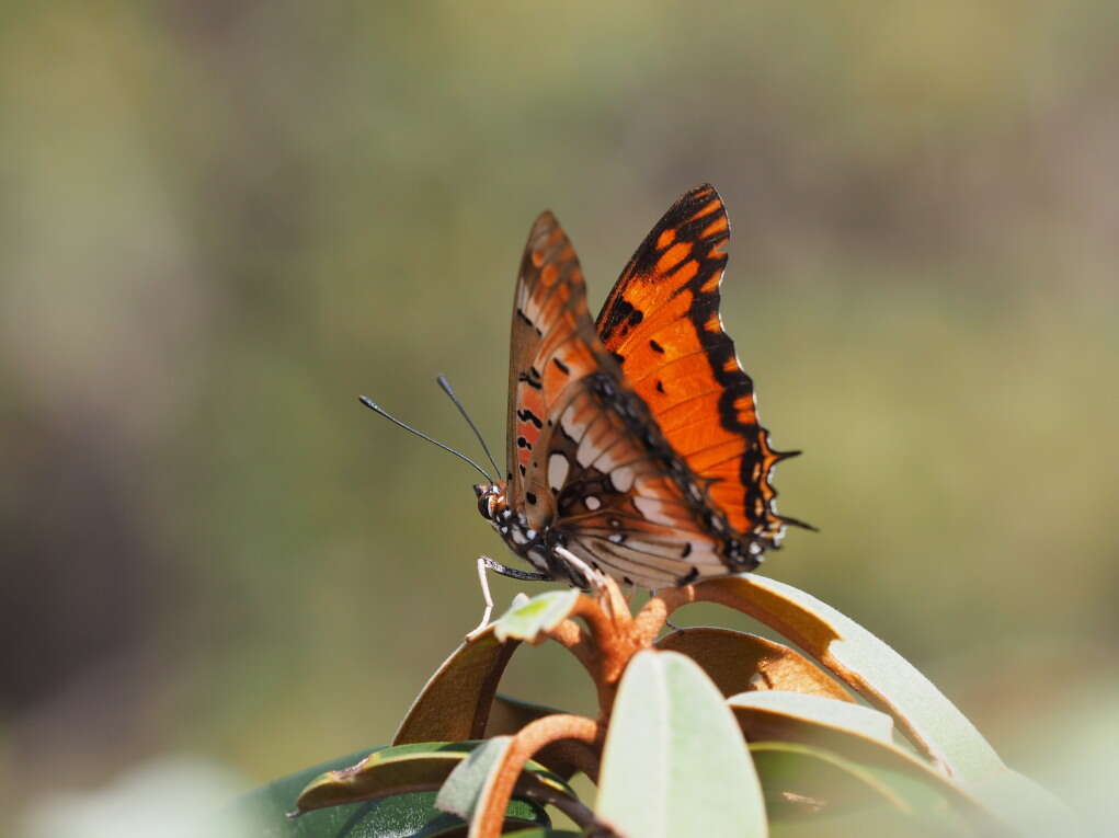 صورة Charaxes jahlusa rex Henning 1978